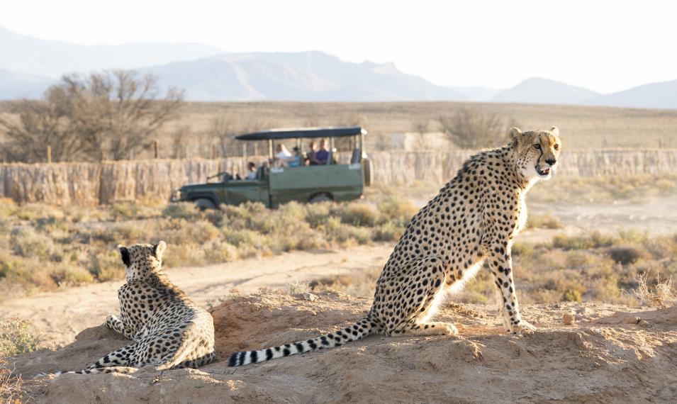 Search for wildlife on game drives in Sabi Sands. 